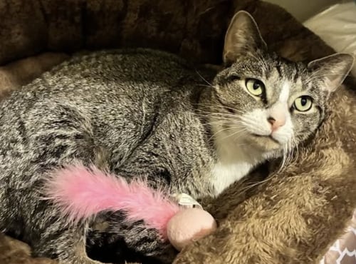 MARGARET - Domestic Short Hair available for adoption