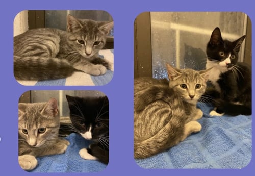 COLBERT & KIMMEL - Domestic Short Hair for adoption in Paterson