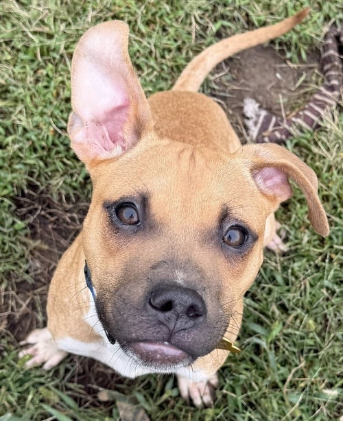DOBBY - Pit Bull Terrier available for adoption
