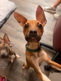 Dobby - Photo 3