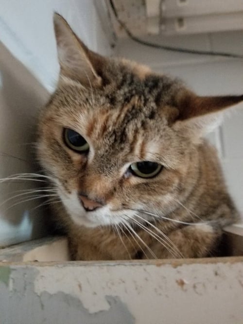 DIXIE - Domestic Short Hair available for adoption