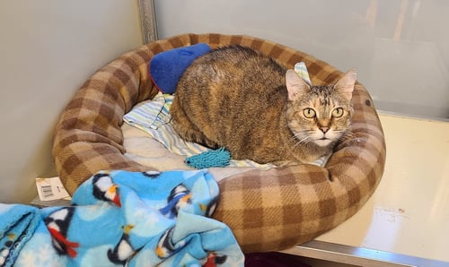DIXIE - Domestic Short Hair available for adoption