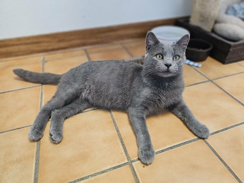 FLETCHER - Domestic Short Hair available for adoption