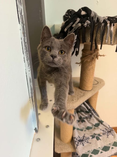 FLETCHER - Domestic Short Hair available for adoption