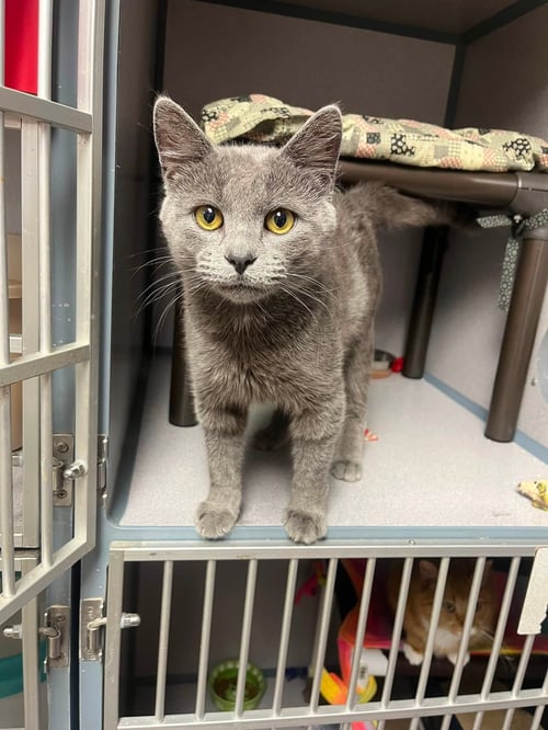 FLETCHER - Domestic Short Hair available for adoption