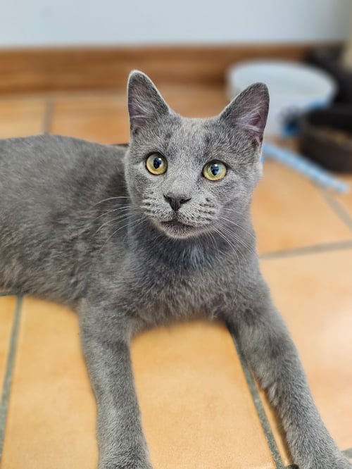 FLETCHER - Domestic Short Hair for adoption in Cedar Rapids