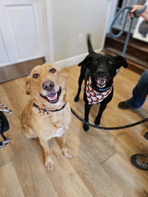 BECKETT & BERKLEY - Labrador Retriever / Golden Retriever available for adoption