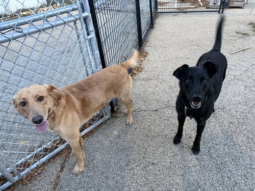 BECKETT & BERKLEY - Labrador Retriever / Golden Retriever available for adoption