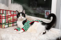 Minni - Photo 2