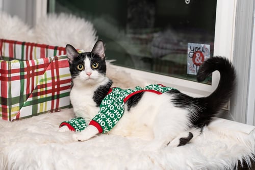 MINNI - Domestic Short Hair available for adoption