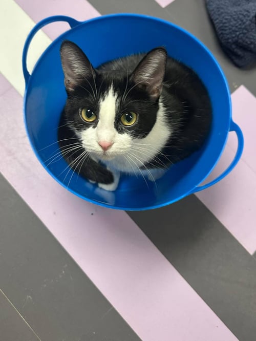 MINNI - Domestic Short Hair available for adoption