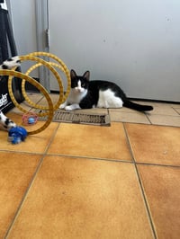 Minni - Photo 5
