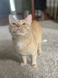 Paprika & Cayenne - Photo 4
