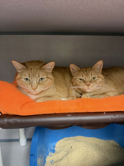 PAPRIKA & CAYENNE - Domestic Short Hair available for adoption