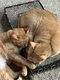 Paprika & Cayenne - Photo 2