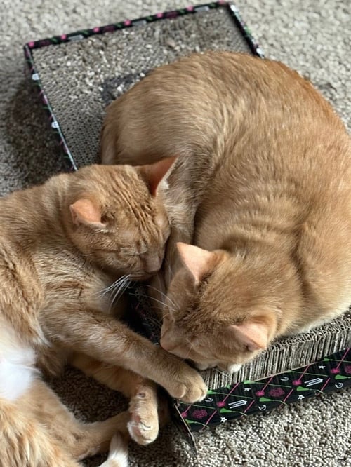 PAPRIKA & CAYENNE - Domestic Short Hair available for adoption