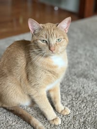 Paprika & Cayenne - Photo 3