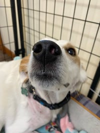 Lily - Photo 10