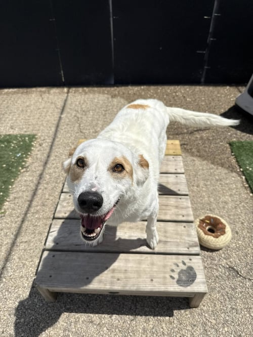 LILY - Terrier for adoption in Cedar Rapids