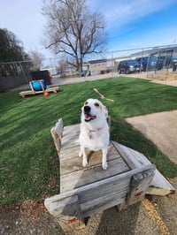 Lily - Photo 4