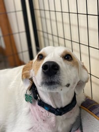 Lily - Photo 8
