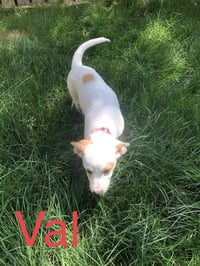 Lily - Photo 11
