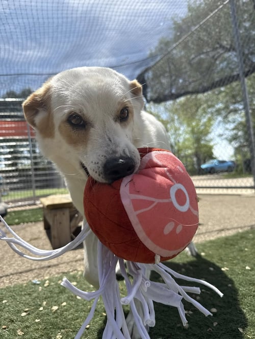 LILY - Terrier available for adoption