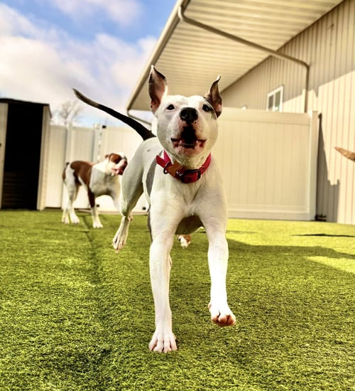 SWEET PEA - American Pit Bull Terrier / American Staffordshire Terrier available for adoption