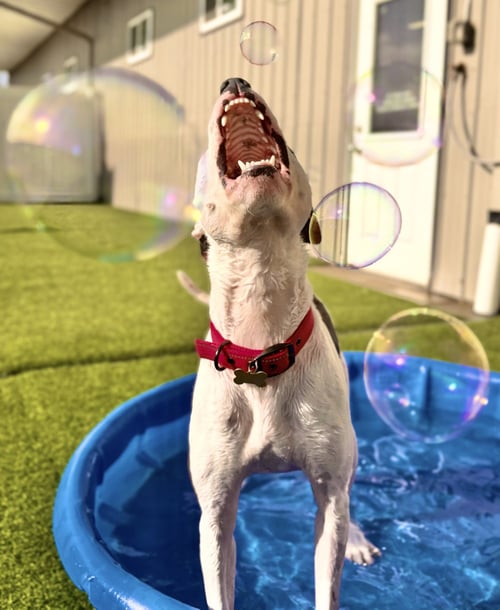 SWEET PEA - American Pit Bull Terrier / American Staffordshire Terrier available for adoption