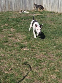 Sweet Pea - Photo 9