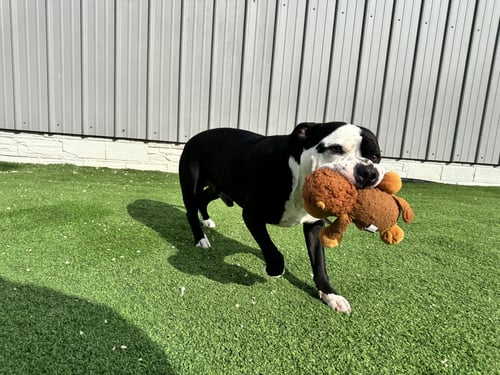 CHUI - American Bulldog available for adoption