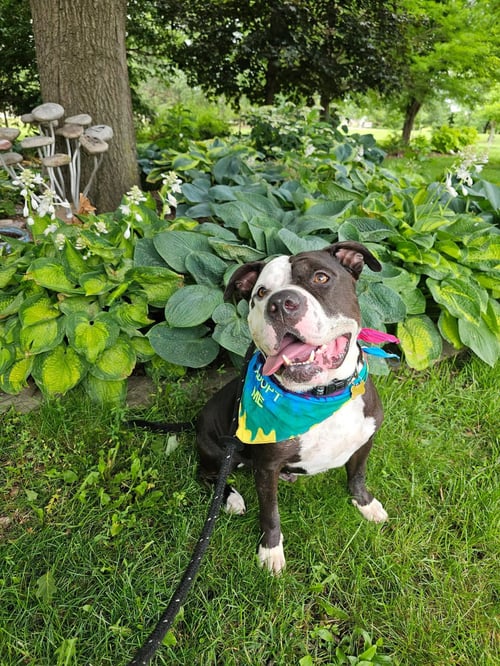 CHUI - American Bulldog available for adoption