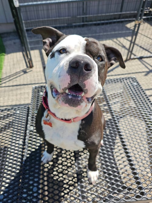 CHUI - American Bulldog available for adoption