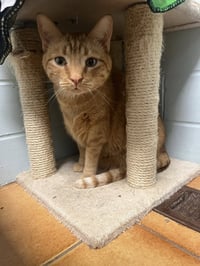Milo - Photo 4