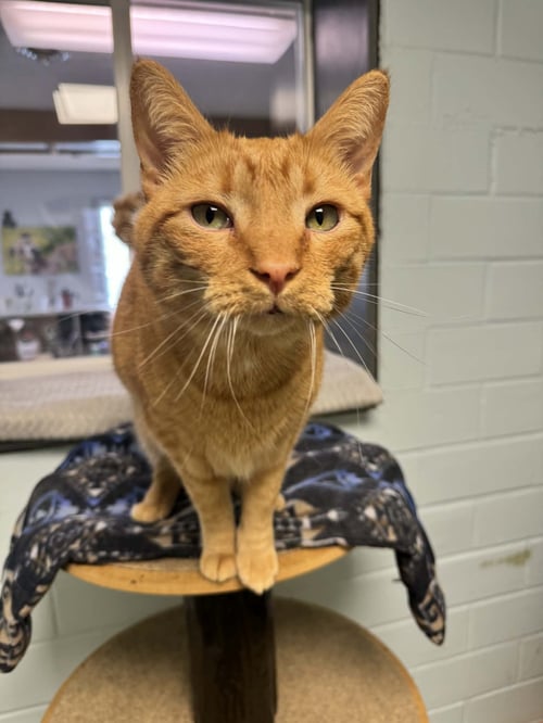 MILO - Domestic Short Hair available for adoption