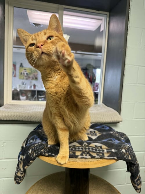 MILO - Domestic Short Hair available for adoption