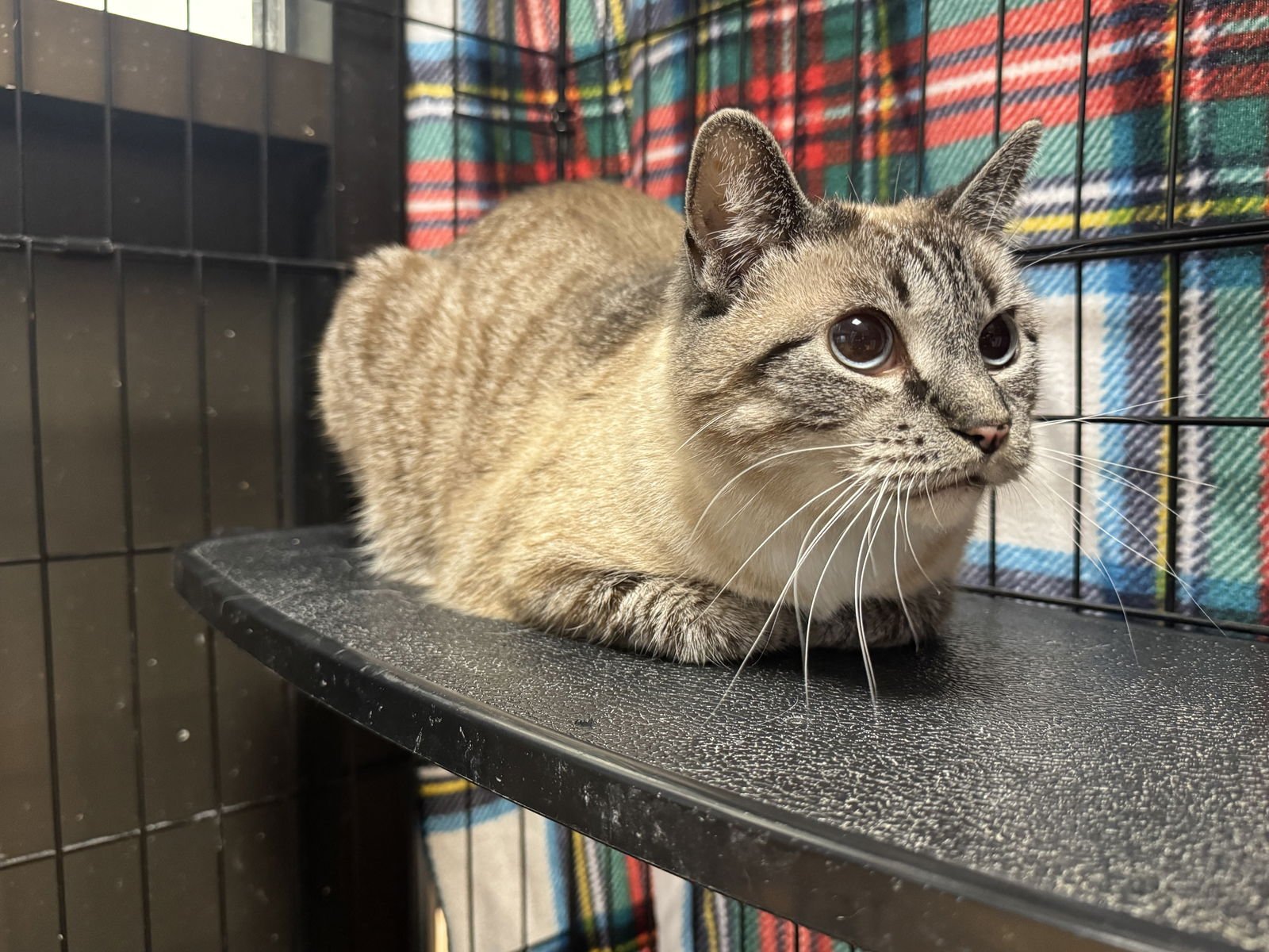 WILLOW - Domestic Short Hair / Siamese available for adoption