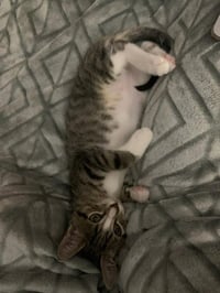 Benji - Photo 6