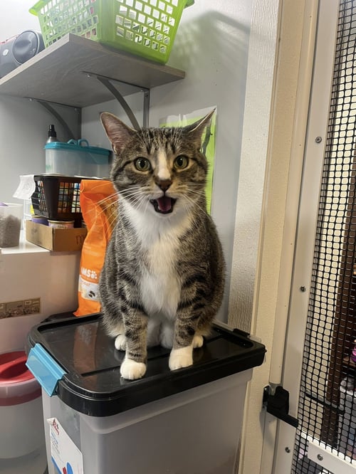 BENJI - Domestic Short Hair available for adoption