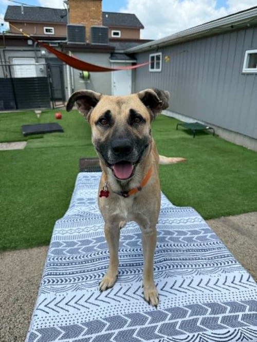 DUDE - Shepherd available for adoption