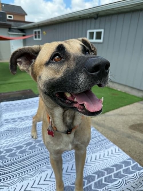 DUDE - Shepherd available for adoption