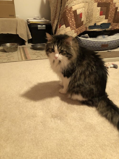 ISABEL - Domestic Long Hair available for adoption