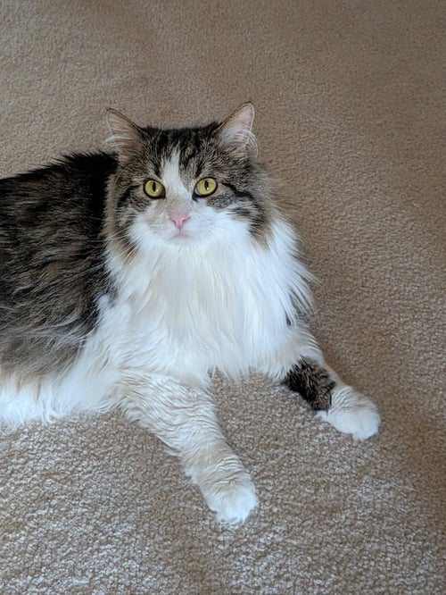 ISABEL - Domestic Long Hair available for adoption
