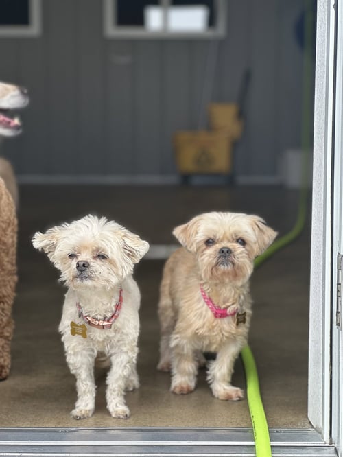 SOPHIE & ASHLYNN - Shih Tzu available for adoption