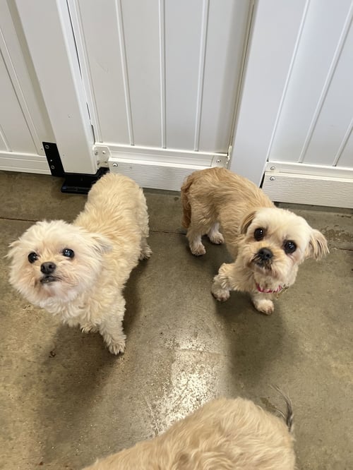 SOPHIE & ASHLYNN - Shih Tzu available for adoption