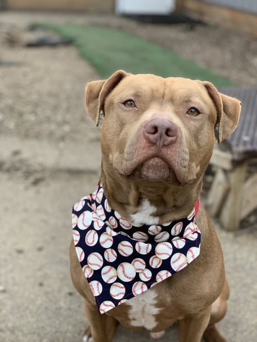 DIESEL - American Staffordshire Terrier available for adoption