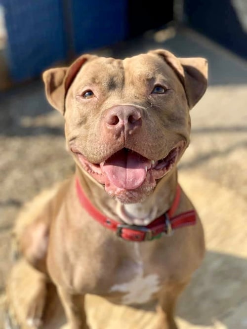 DIESEL - American Staffordshire Terrier available for adoption