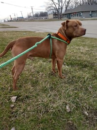 Diesel - Photo 5