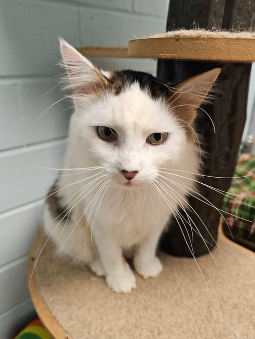 ANDY - Domestic Long Hair for adoption in Cedar Rapids