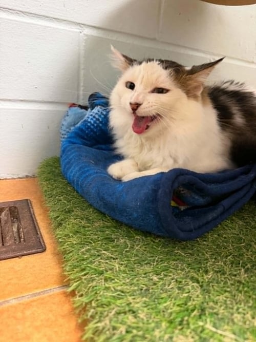 ANDY - Domestic Long Hair available for adoption